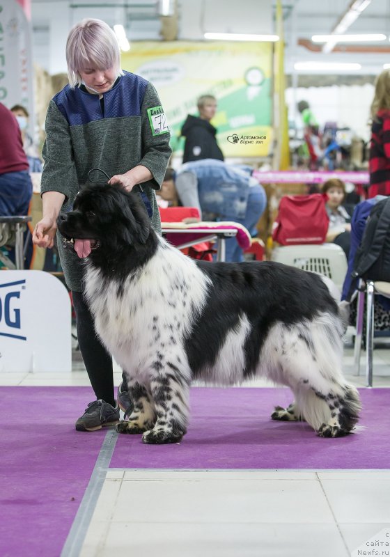Фото: ньюфаундленд Орхид Блоссом фор Стеалбеарс (Orchid Blossom for Stealbears)