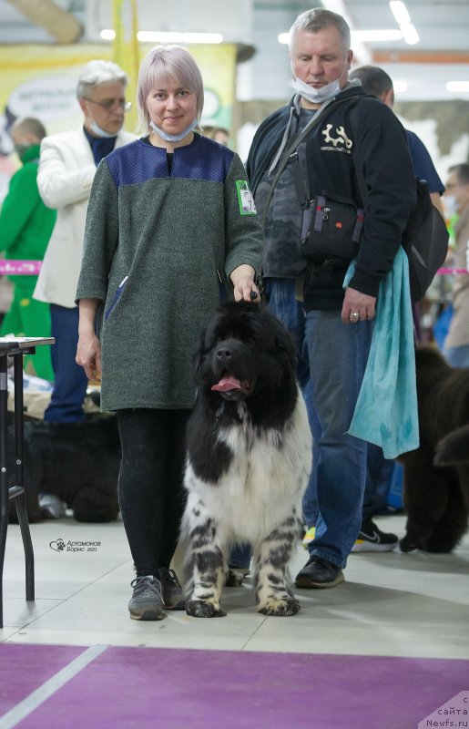 Фото: ньюфаундленд Орхид Блоссом фор Стеалбеарс (Orchid Blossom for Stealbears)