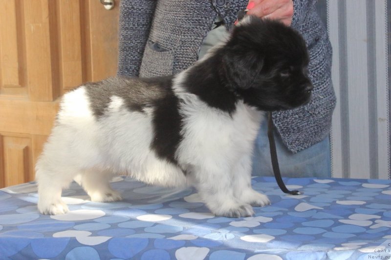 Фото: ньюфаундленд Орхид Блоссом фор Стеалбеарс (Orchid Blossom for Stealbears)