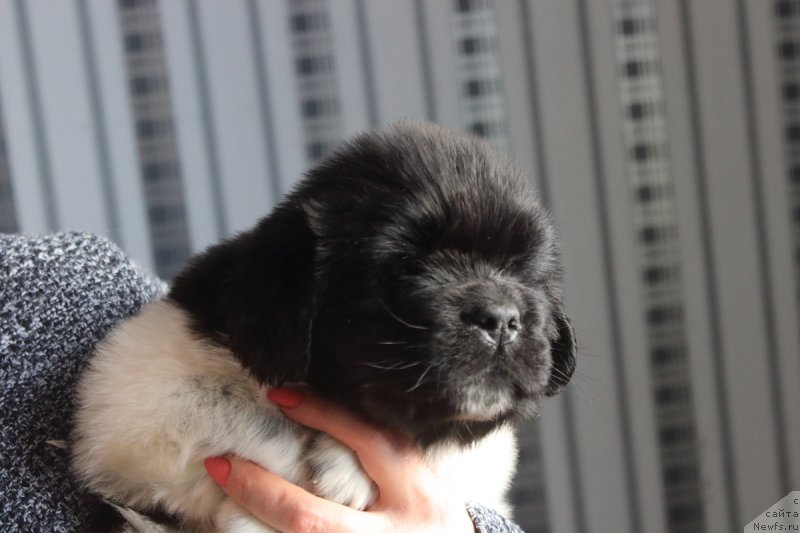 Фото: ньюфаундленд Орхид Блоссом фор Стеалбеарс (Orchid Blossom for Stealbears)