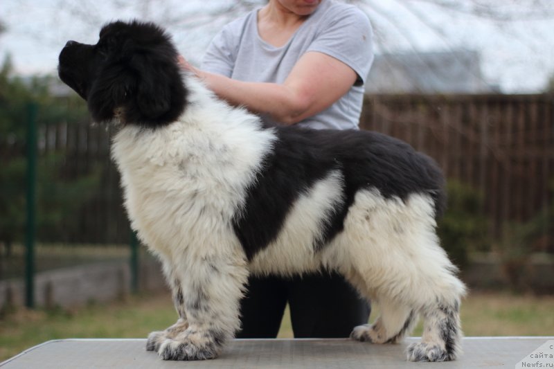 Фото: ньюфаундленд Орхид Блоссом фор Стеалбеарс (Orchid Blossom for Stealbears)