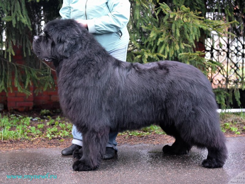 Фото: ньюфаундленд Акватория Келвин Хедлайнер (Aquatoriya Kelvin Headliner)