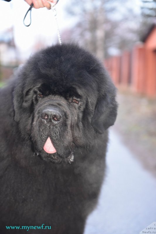 Фото: ньюфаундленд Акватория Келвин Хедлайнер (Aquatoriya Kelvin Headliner)