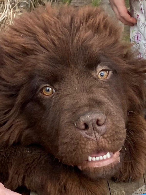 Фото: ньюфаундленд Супер Премиум Изюм (Super Premium Izum)