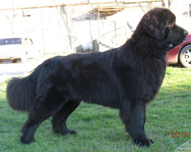 Фото: ньюфаундленд Акватория Келвин Заветная Мечта (Aquatoriya Kelvin Zavetnaya Mechta)