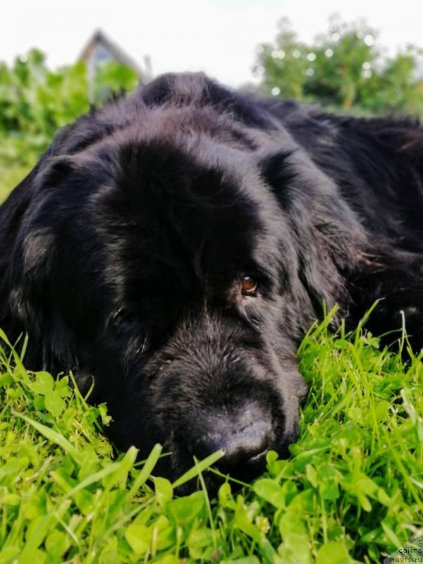 Фото: ньюфаундленд Северус Тобиас Снегг