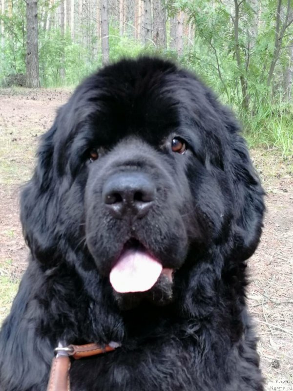 Фото: ньюфаундленд Помона из Антаграда (Pomona is Antagrada)