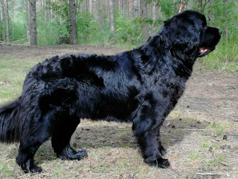 Фотография № 248374