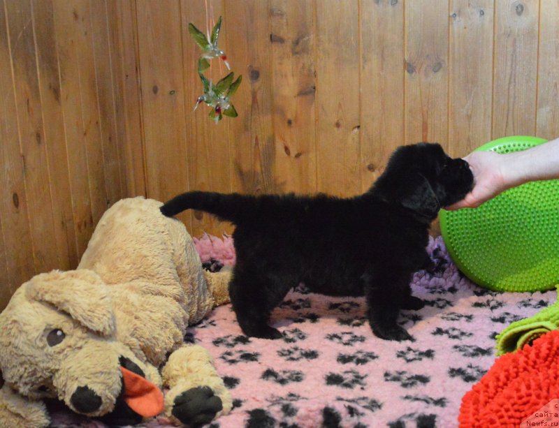 Фотография № 248381