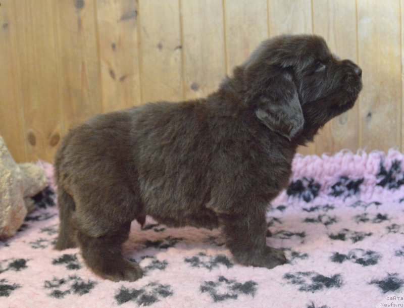 Фотография № 248389