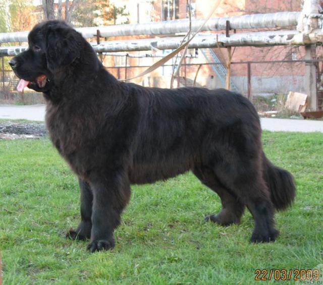 Фото: ньюфаундленд Акватория Келвин Заветная Мечта (Aquatoriya Kelvin Zavetnaya Mechta)