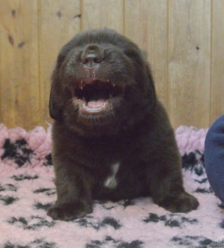 Фотография № 248390