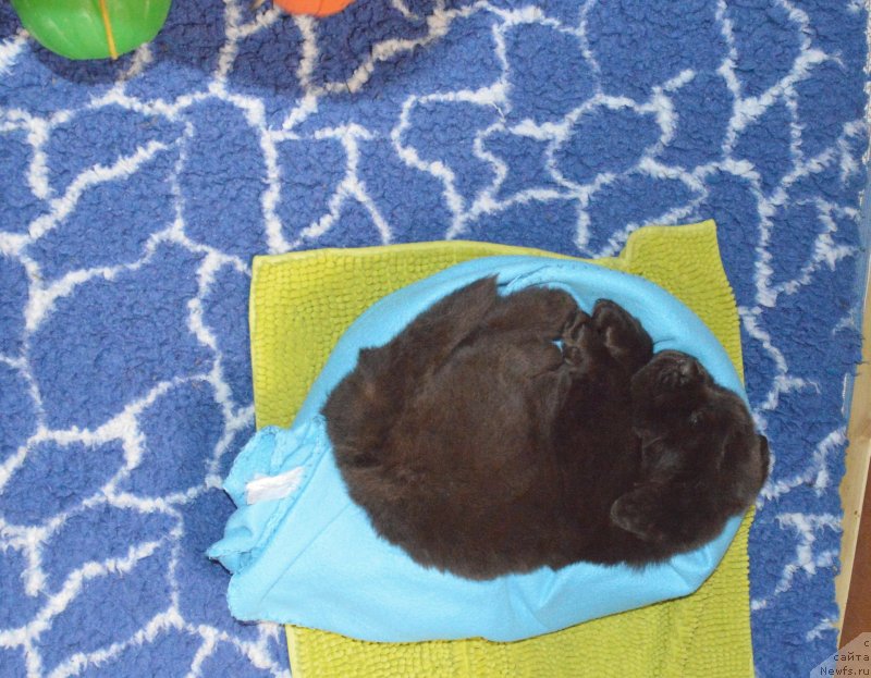 Фотография № 248391