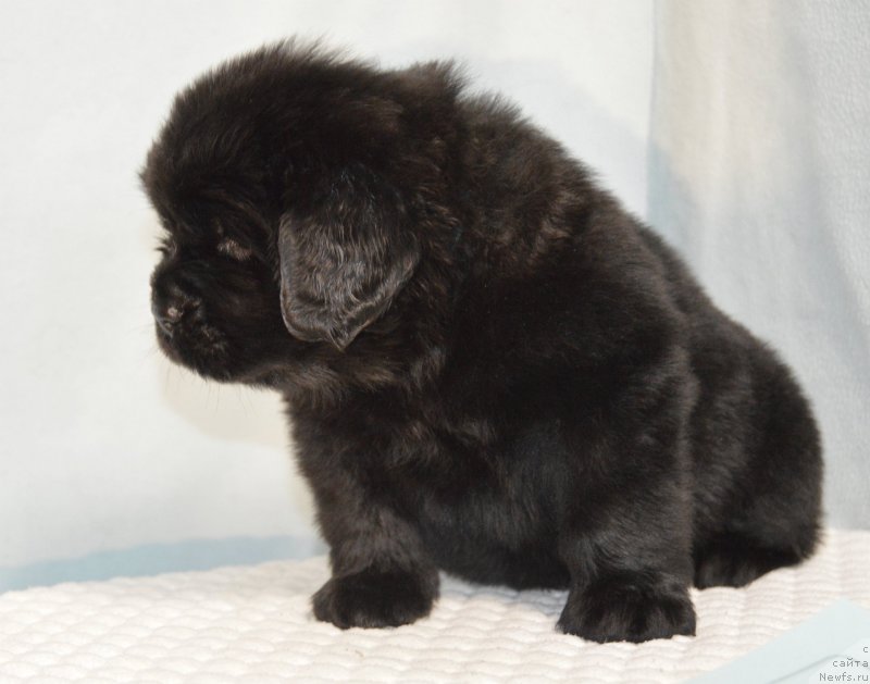 Фотография № 248395