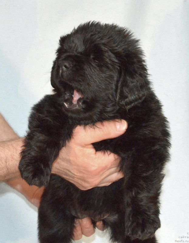 Фотография № 248396