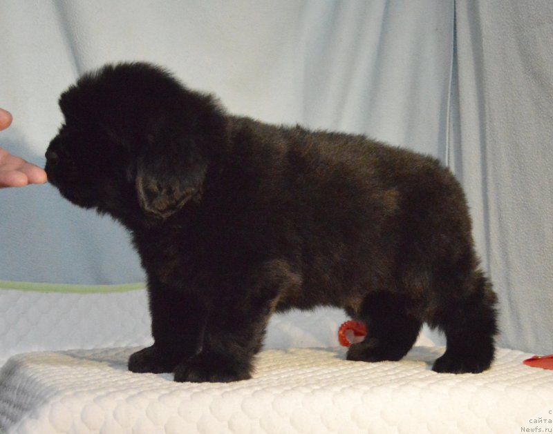 Фотография № 248399