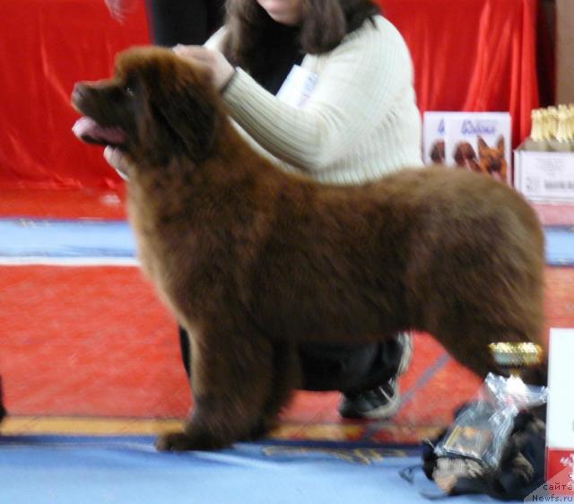 Фото: ньюфаундленд Марица с Берега Дона для Пчёлкиного Дома (Maritsa s Berega Dona for Pchiolkin Dom)