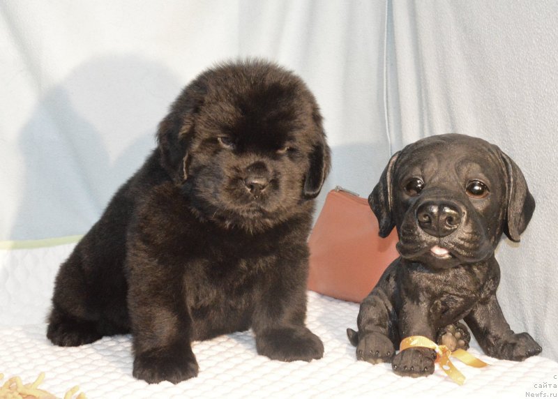 Фотография № 248400