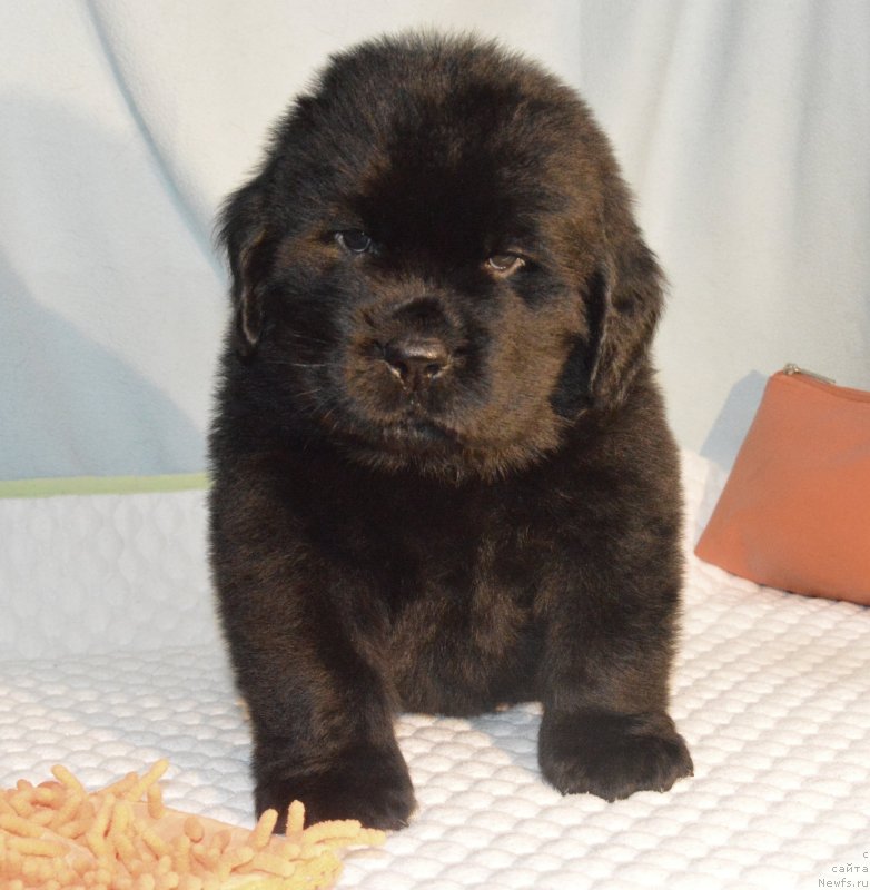 Фотография № 248401