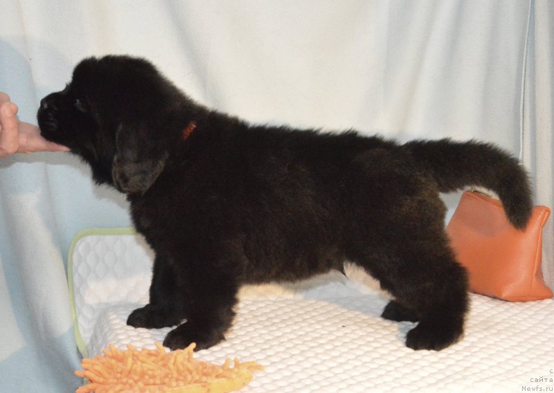 Фотография № 248402