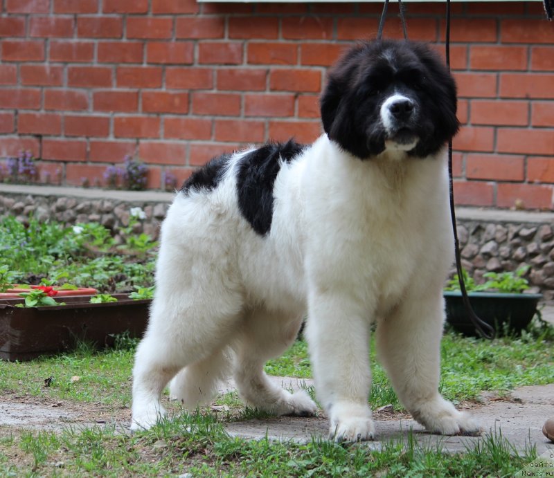 Фото: ньюфаундленд Супер Премиум Златослава (Super Premium Zlatoslava)