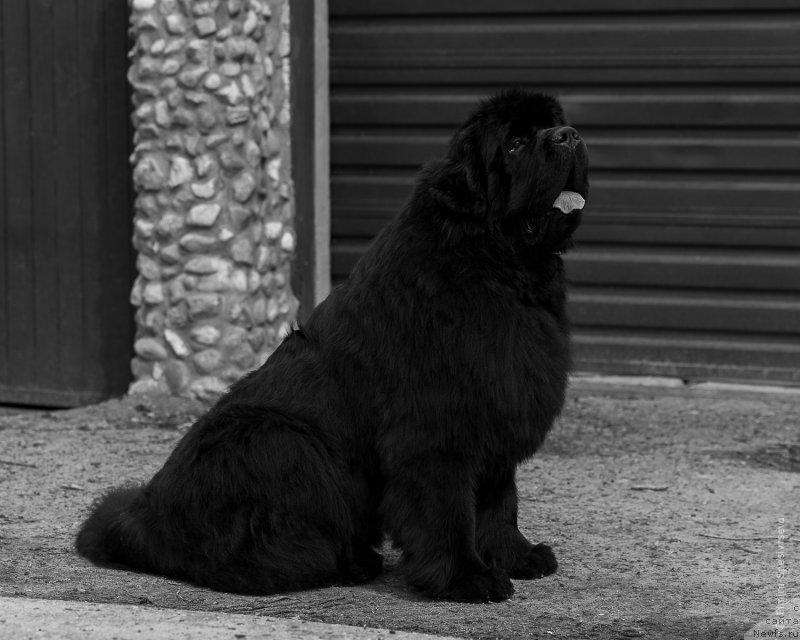 Фото: ньюфаундленд Акватория Келвин Хедлайнер (Aquatoriya Kelvin Headliner)