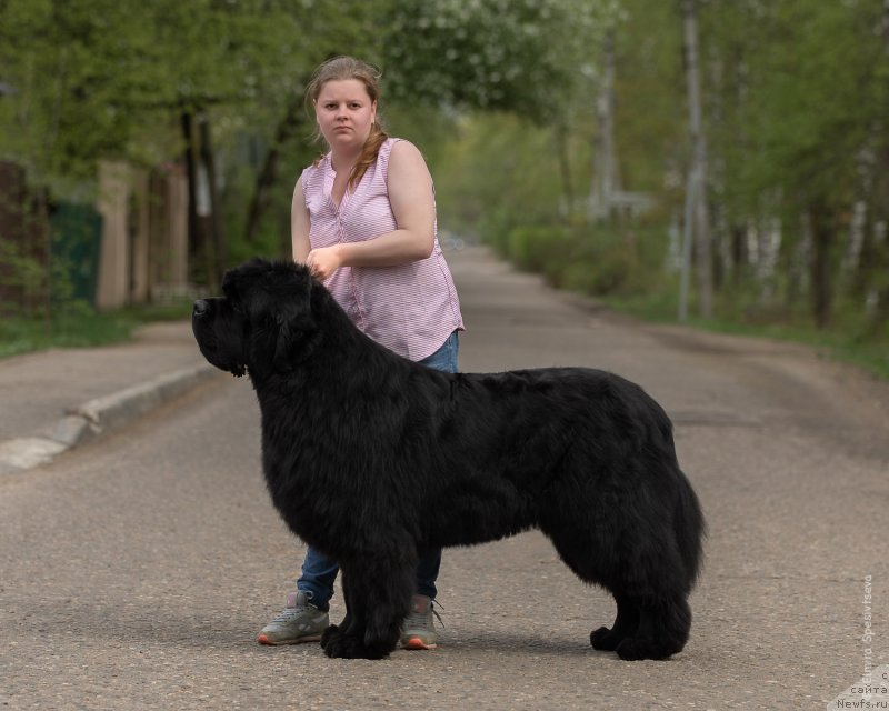 Фото: ньюфаундленд Акватория Келвин Хедлайнер (Aquatoriya Kelvin Headliner)