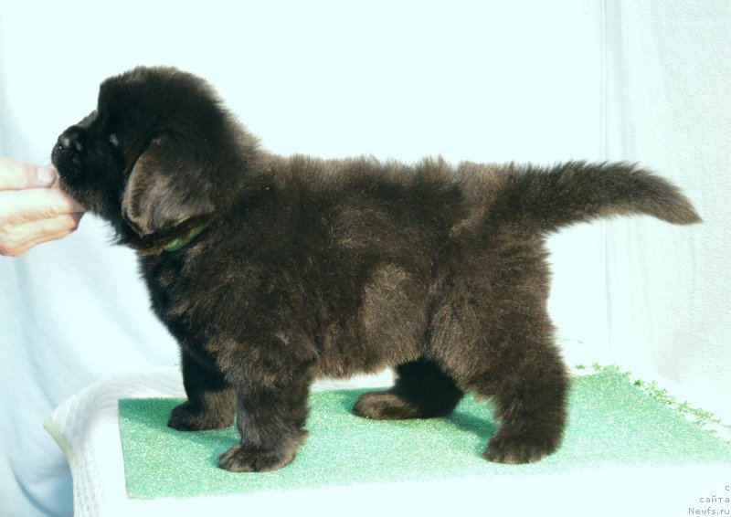 Фотография № 248410