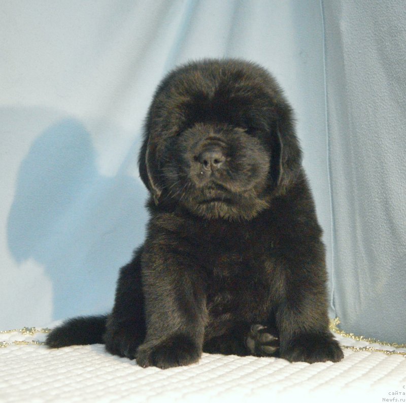 Фотография № 248412