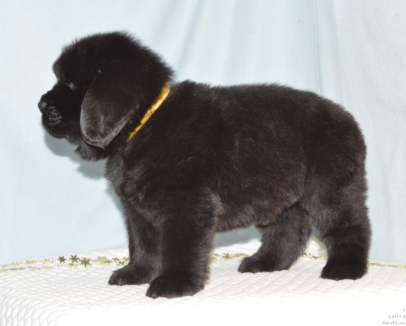 Фотография № 248414