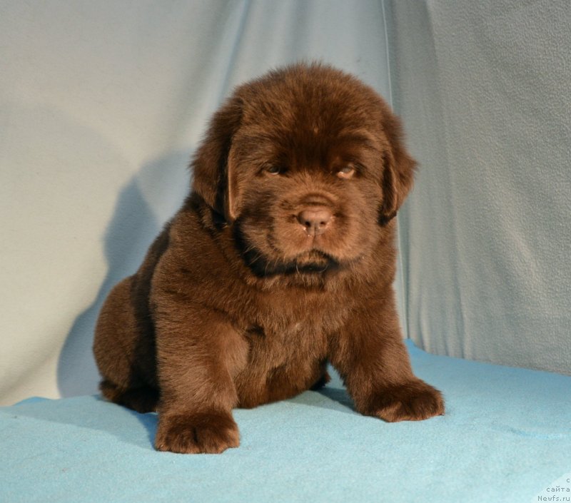 Фотография № 248415