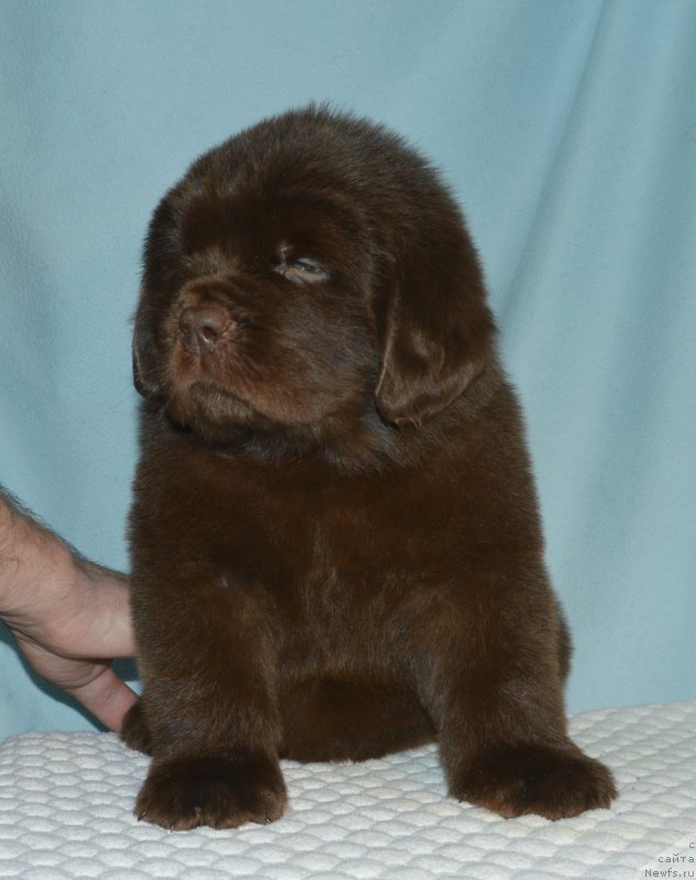 Фотография № 248416