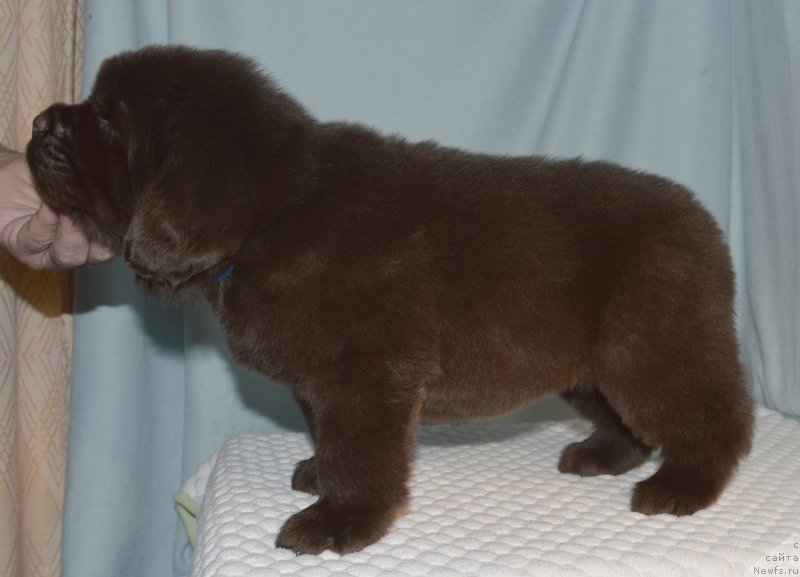 Фото: ньюфаундленд Смигар Жизнь Прекрасна (Smigar Jizn Prekrasna)