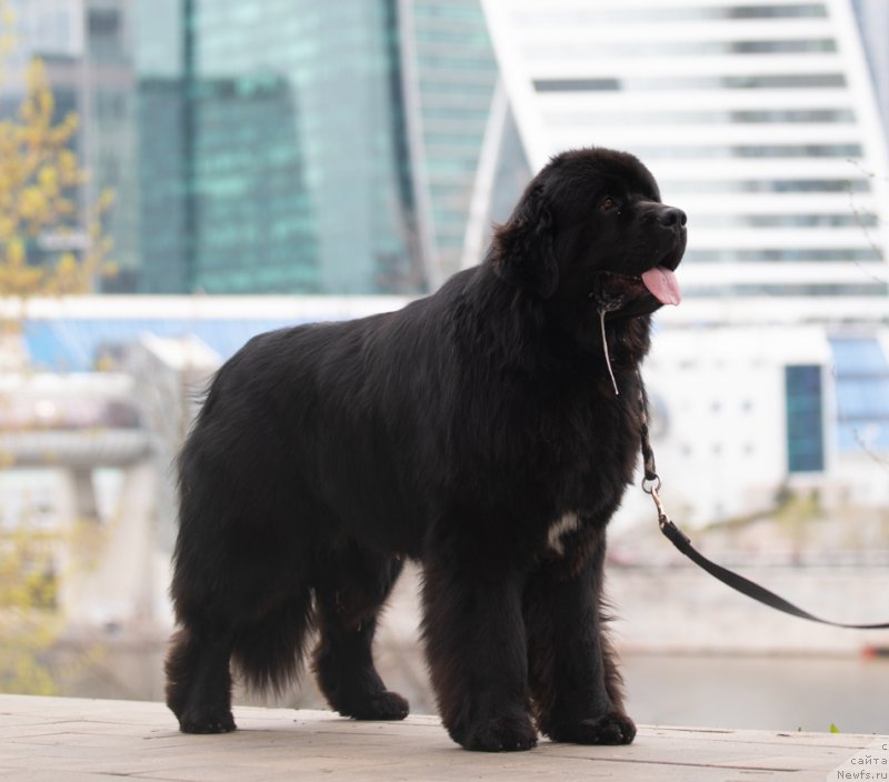 Фото: ньюфаундленд Даркфлайт Ти Джей (Darkflight Ti Dzhej)