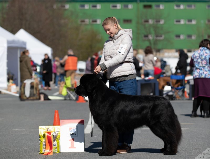 Фото: ньюфаундленд Даркфлайт Ти Джей (Darkflight Ti Dzhej)