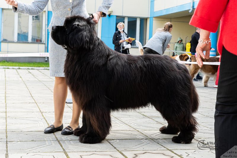 Фото: ньюфаундленд Юлий Цезарь из Медвежьего Яра