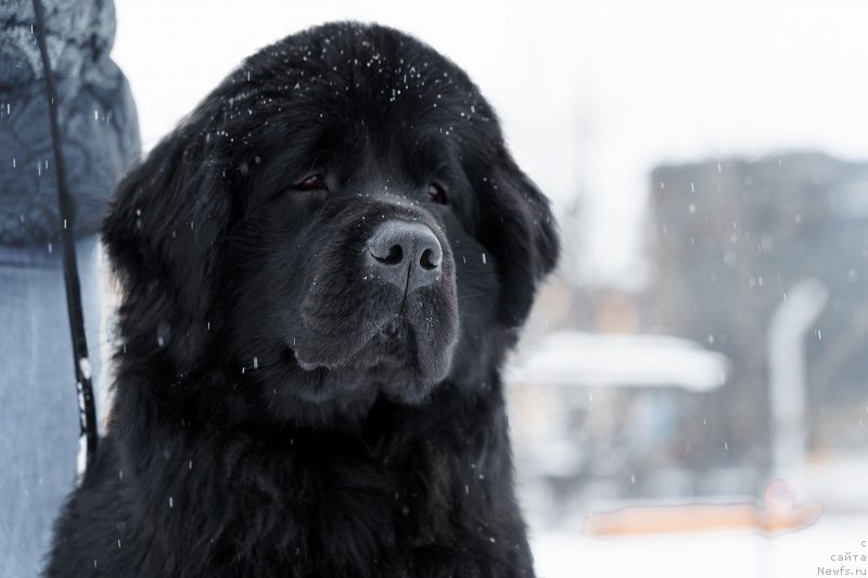 Фото: ньюфаундленд Лилу Белла (Lilu Bella)