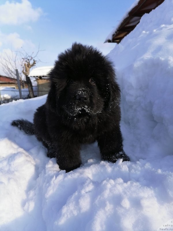 Фото: Дивина Стар Фиш