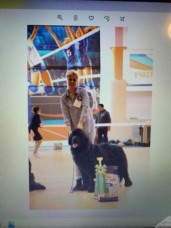 Фото: ньюфаундленд Есения Стюарт