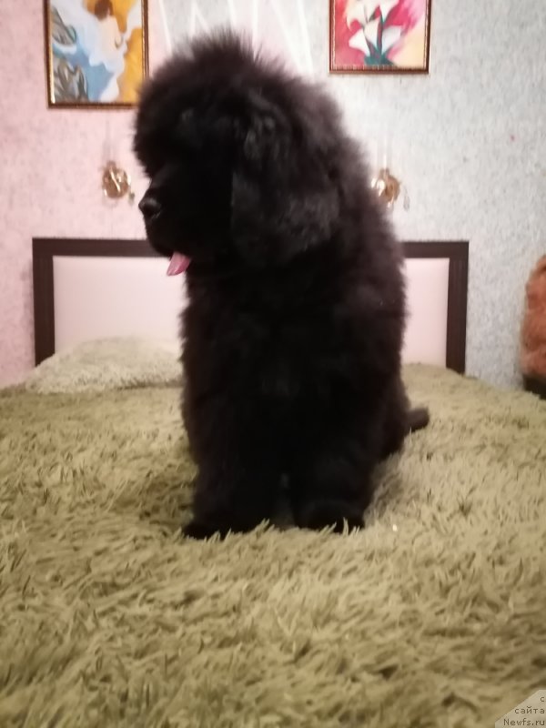 Фото: ньюфаундленд Дейзи Лунар Лите