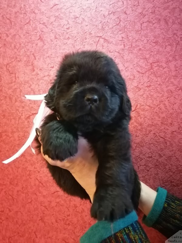 Фото: ньюфаундленд Дарси Дарк Шарм