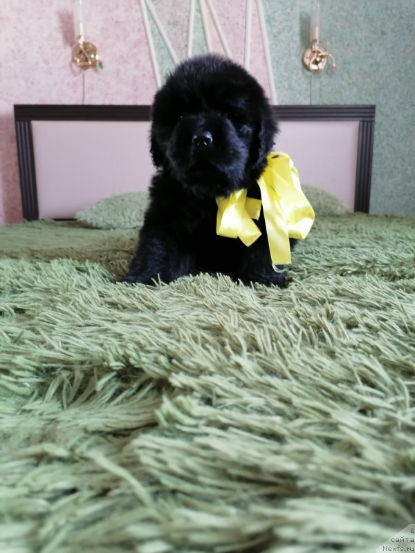 Фото: ньюфаундленд Долли Брилиант Морнинг