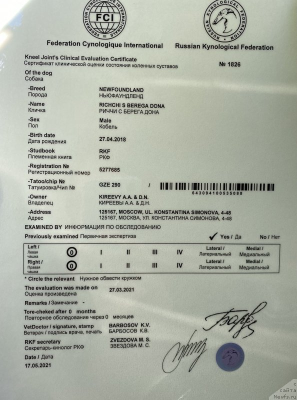 Фото: ньюфаундленд Риччи с Берега Дона (Richchi s Berega Dona)