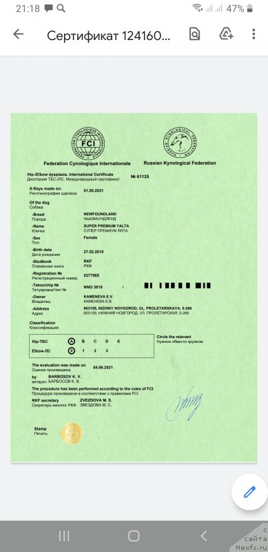 Фото: ньюфаундленд Супер Премиум Ялта (Super Premium Yalta)