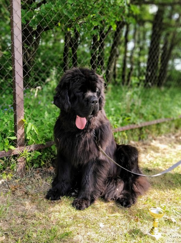 Фото: ньюфаундленд Даркфлайт Феерия Успеха (Darkflight Feeriya Uspekha)