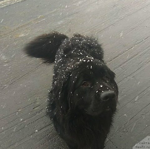 Фото: ньюфаундленд Май Френд Ньюфи Корсар Дрейк