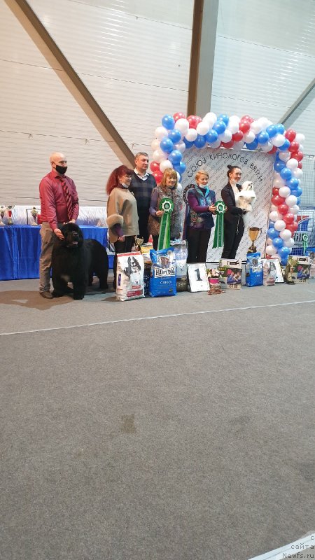 Фото: ньюфаундленд Вятский Медведь Прохор (Vyatskiy Medved Prohor)