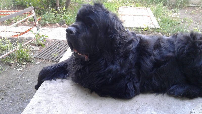 Фото: ньюфаундленд Первый Парень из Тихого Омута (Pervvy Paren iz Tihogo Omuta)