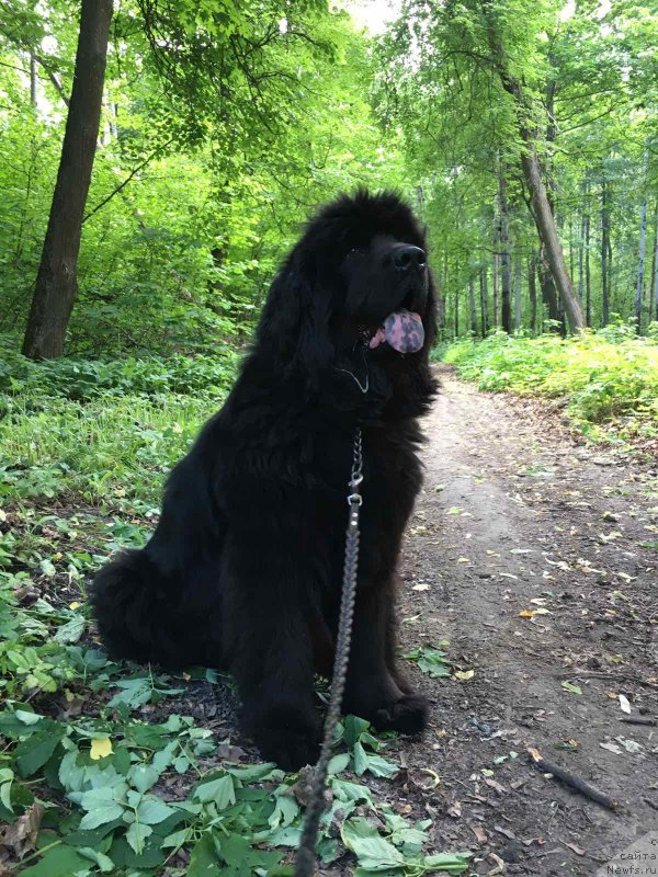 Фото: ньюфаундленд Василиса Прекрасная