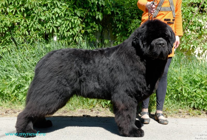 Фото: ньюфаундленд Акватория Келвин Хедлайнер (Aquatoriya Kelvin Headliner)